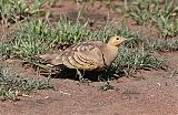 Chestnut-bellied Sandgrouseborder=